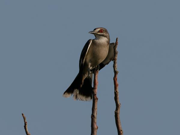 Grijze monjita (Xolmis cinereus)